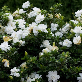 Gardenia jasminoides 'Crown jewel' - Jasmin du Cap à fleurs doubles