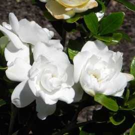 Gardenia jasminoides 'Crown jewel' - Jasmin du Cap à fleurs doubles