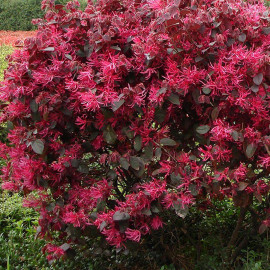 Loropetalum chinense 'Red in Black' - Loropétale de Chine rouge