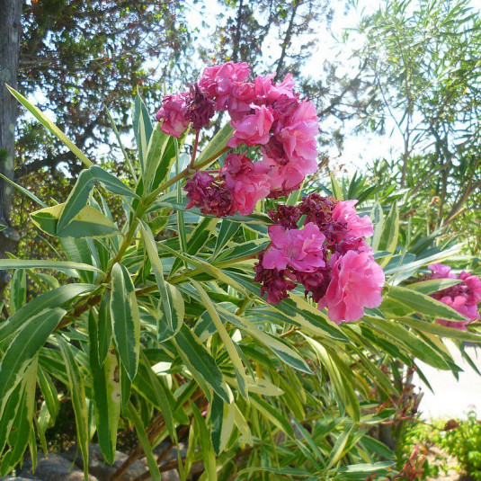 Nerium oleander 'Variegata' - Laurier rose panaché