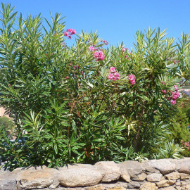 Nerium oleander 'Variegata' - Laurier rose panaché