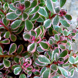 Sedum spurium 'Tricolor' - Orpin panaché 3 couleurs