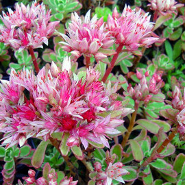 Sedum spurium 'Tricolor' - Orpin panaché 3 couleurs