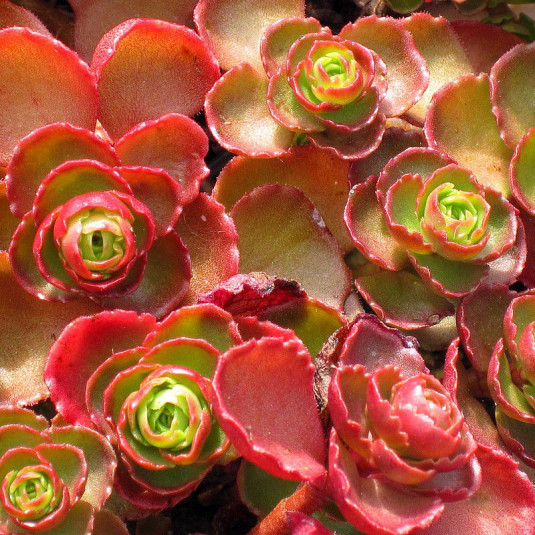 Sedum spurium 'Schorbuser blut' - Orpin vert et rouge
