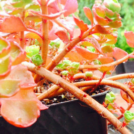 Sedum spurium 'Schorbuser blut' - Orpin vert et rouge