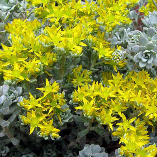 Sedum spathulifolium 'Cape Blanco' - Orpin jaune