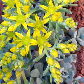 Sedum spathulifolium 'Cape Blanco' - Orpin jaune