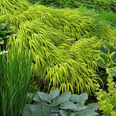 Hakonechloa macra 'Aureola' - Herbe du Japon dorée