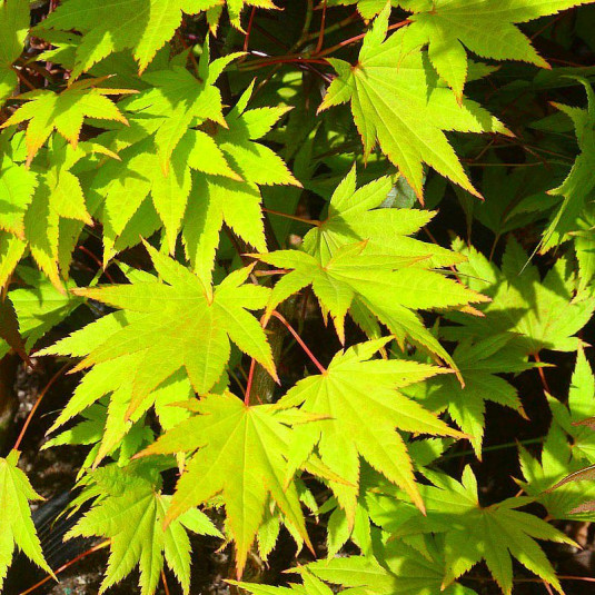 Acer palmatum 'Ueno-Yama' - Erable du Japon jaune issu de GREFFE