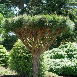 Pinus densiflora 'Umbraculifera' - Pin du Japon tabulaire