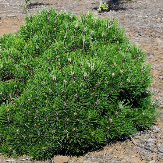 Pinus nigra 'Pierrick bregeon' - Pin nain topiaire