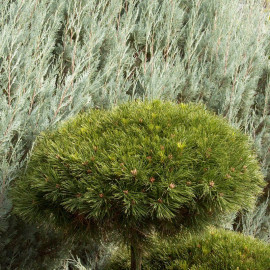 Pinus nigra 'Marie bregeon' - Pin nain boule