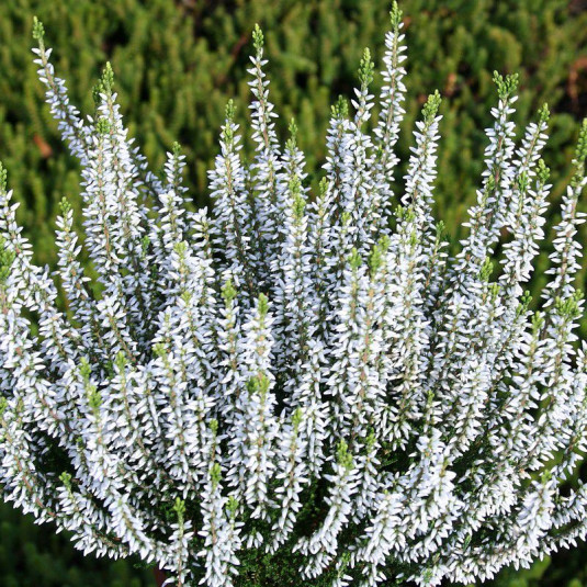 Calluna vulgaris 'Velvet fascination' - Bruyère commune blanche - Brande