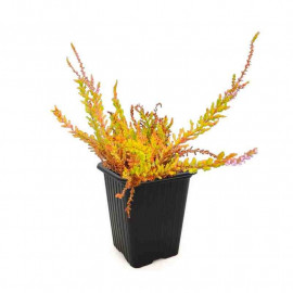 Calluna vulgaris 'Wickwar Flame' - Bruyère commune orange - Brande