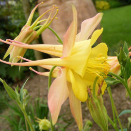 Aquilegia 'Yellow Queen' - Ancolie hybride jaune