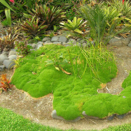 Scleranthus uniflorus - Herbe de Canberra - Mousse vivace