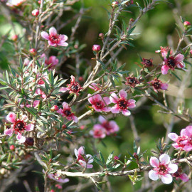 Leptospermum scoparium 'Martinii' - Faux myrtes - Manuka rose