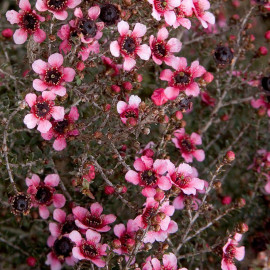 Leptospermum scoparium 'Martinii' - Faux myrtes - Manuka rose