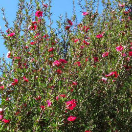 Leptospermum scoparium 'Red Damask' - Faux myrtes - Manuka rouge