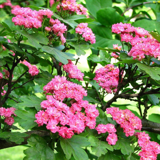 Crataegus media 'Rosea Plena' - Aubépine à fleurs roses