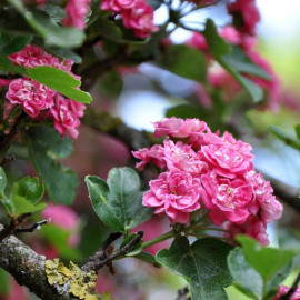 Crataegus media 'Rosea Plena' - Aubépine à fleurs roses