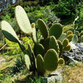 Opuntia scheerii - Oponce à raquettes - Cactus à palettes
