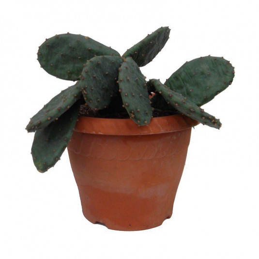 Opuntia humifosa - Oponce de l'Est - Cactus rampant - Figuier des Indes