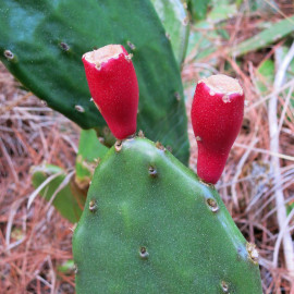 Opuntia humifusa - Oponce de l'Est - Cactus rampant - Figuier des Indes