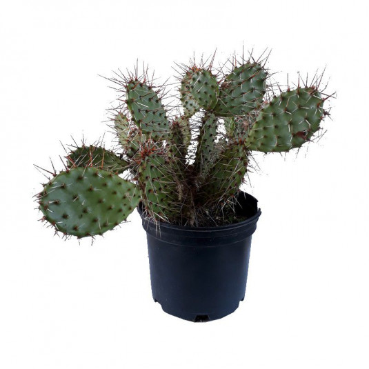 Opuntia phaeacantha - Oponce Figuier de Barbarie - Cactus épineux