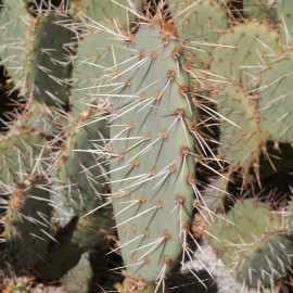 Opuntia phaeacantha - Oponce Figuier de Barbarie - Cactus épineux