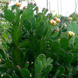Opuntia monacantha - Oponce Monacanthe - Cactus une épine