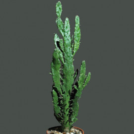 Opuntia monacantha - Oponce Monacanthe - Cactus une épine
