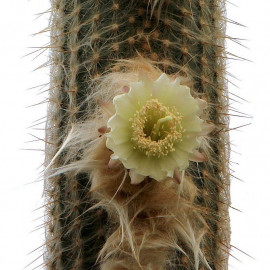 Espostoa lanata - Pilocereus lanatus - Cactus Cierge laineux