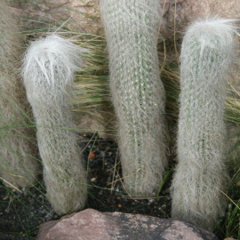 Espostoa lanata - Pilocereus lanatus - Cactus Cierge laineux
