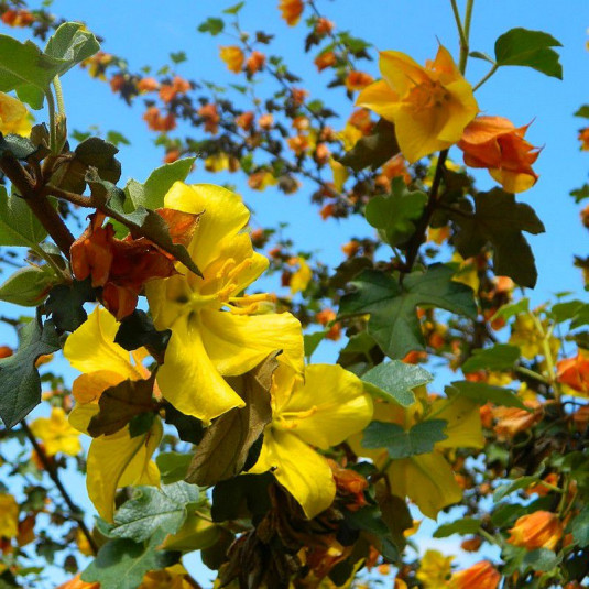 Fremontodendron 'California Glory' - Fremontia de Californie