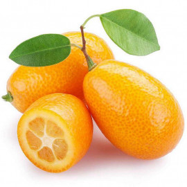 Fortunella margarita - Kumquat ovale - Faux Citrus
