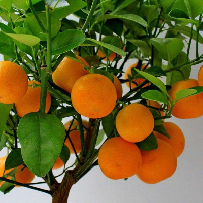 Calamondin - Citrus mitis