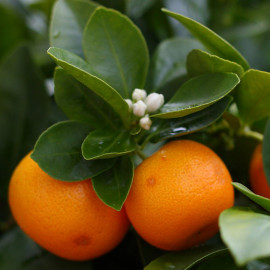 Citrus mitis - Calamondin - Oranger nain d'appartement