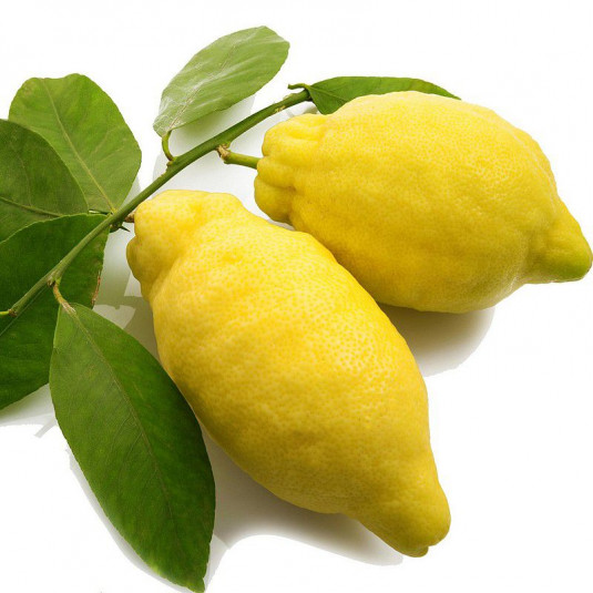 Citrus medica - Cédratier - Cédrat jaune citron