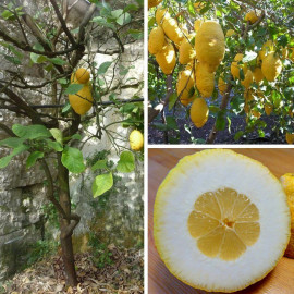 Citrus medica - Cédratier - Cédrat jaune citron
