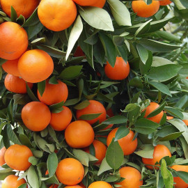 Citrus clementina - Clémentinier - Clémentine