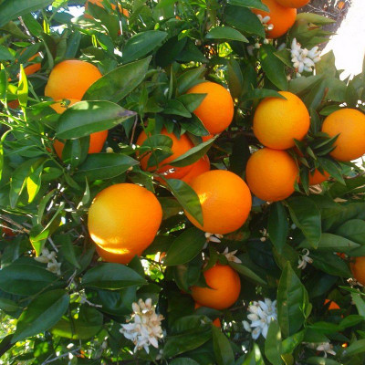 Citrus sinensis - Oranger -...