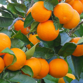 Citrus sinensis greffé en pot - Oranger - Orange douce