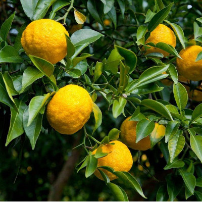 Yuzu - citron japonais - Citrus X Junos