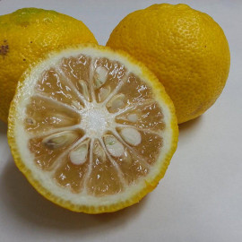 Citrus Yuzu - Citronnier du Japon rustique greffé en POT