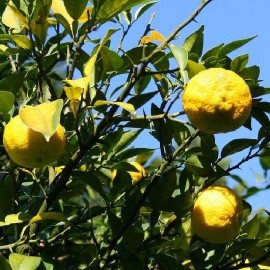 Citrus Yuzu - Citronnier du Japon rustique greffé en POT