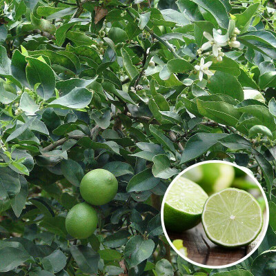 Citrus latifolia 'Tahiti' - Citron vert - Lime acide - Limettier