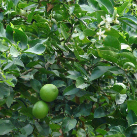 Citrus latifolia 'Tahiti' greffé en pot - Citron vert - Lime acide - Limettier