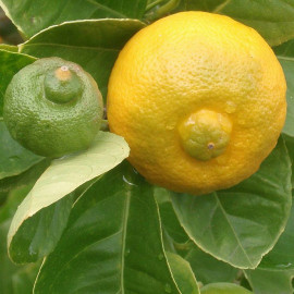 Citrus limetta - Citronnier doux - Bergamote de Tunisie - Limette