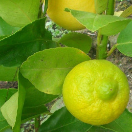 Citrus limetta - Citronnier doux - Bergamote de Tunisie - Limette